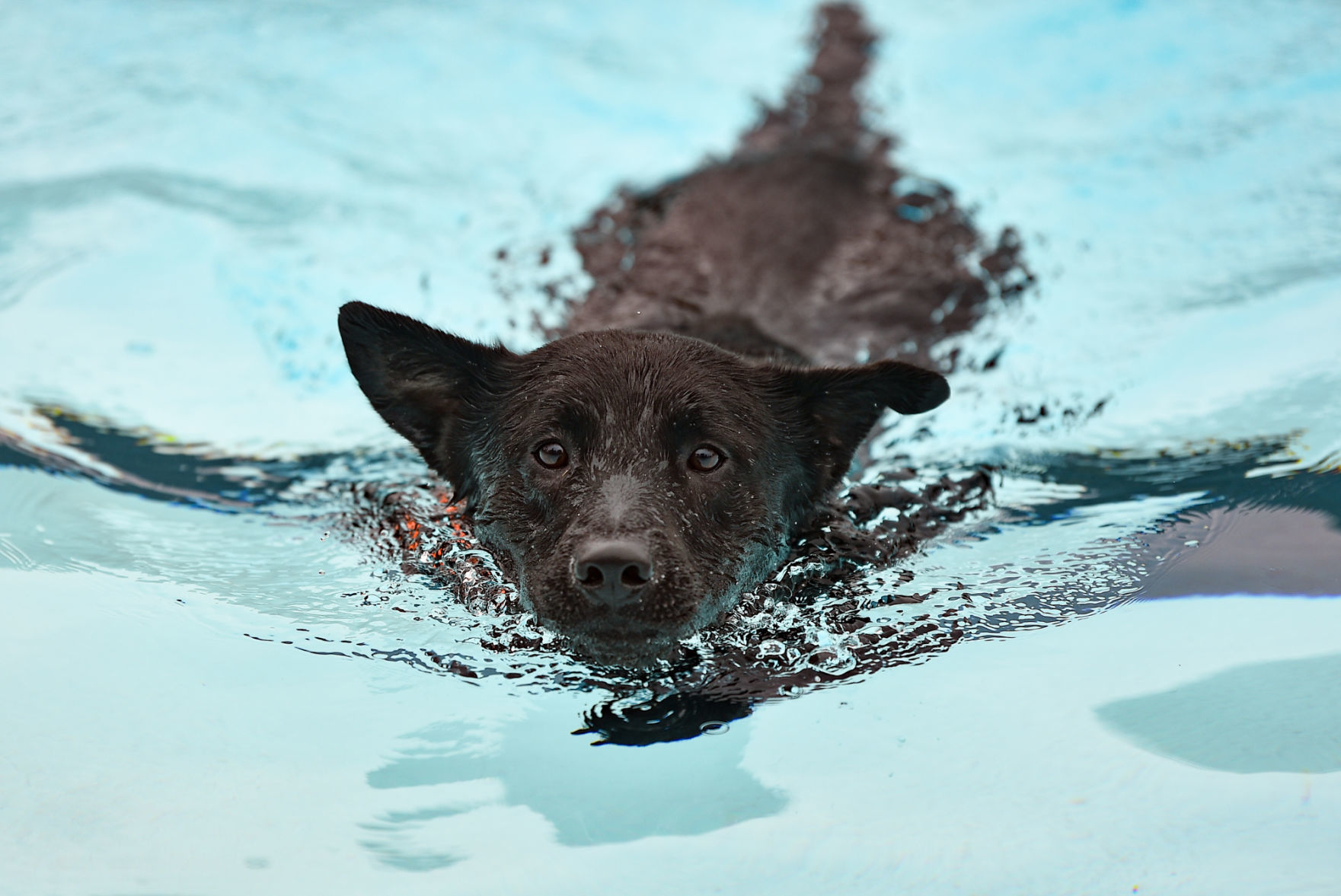 081919-mda-nws-furfriends-003a.JPG